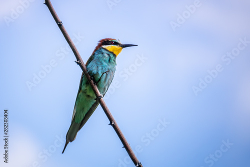 a rainbow Bee-eater bird sitting on a branch