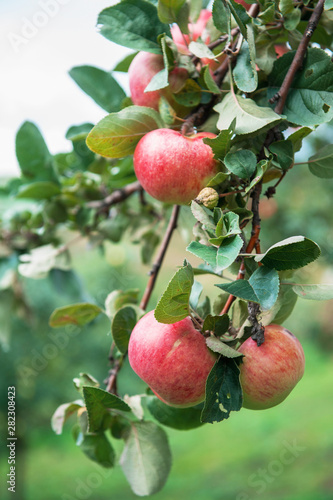 Apple tree with apples, org...