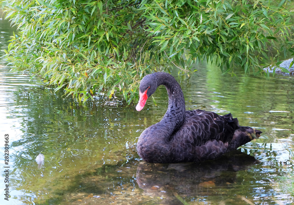 Obraz premium Black swan on a pond under willows in a park