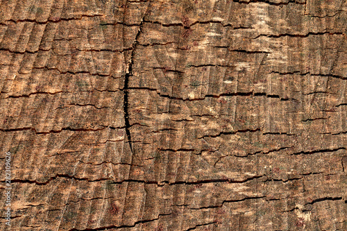 Wood grain, wooden texture background. Close up, copy space.