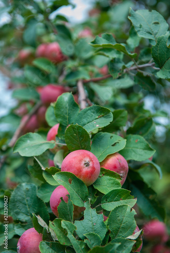 Apple tree with apples, org...