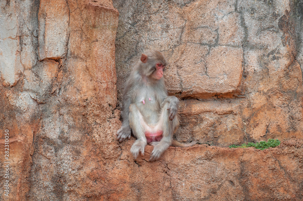 Portrait of a shy macaque sitting on a small ledge on a sheer stone cliff. Primate female.