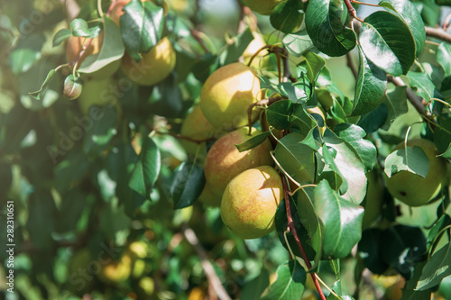 Pear tree with pears, organ...