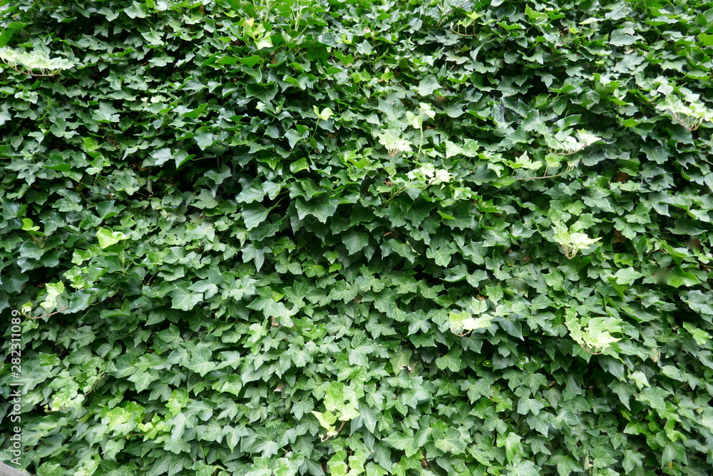 Ivy, hedera helix, evergreen climbing plant grows up on a walll Ivy, hedera helix, evergreen climbing plant grows up on a walll