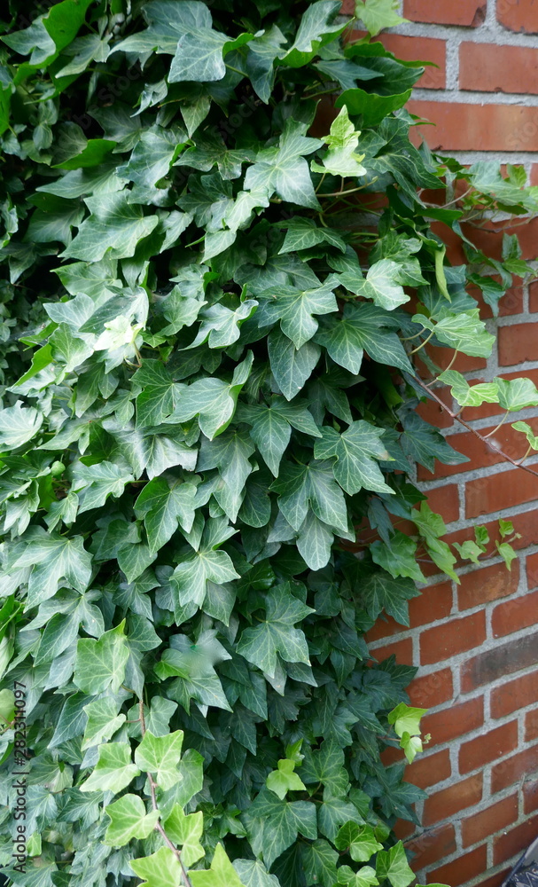 Ivy, hedera helix, evergreen climbing plant grows up on a brick wall Ivy, hedera helix, evergreen climbing plant grows up on a brick wall