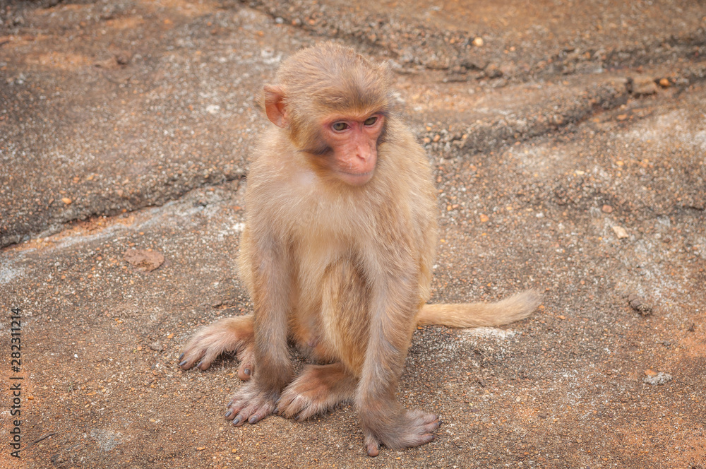Fototapeta premium A macaque cub sitting on a stone rock.