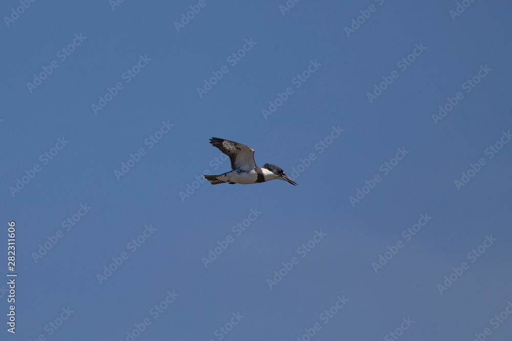 The belted kingfisher (Megaceryle alcyon) on the hunting, often standing on one place in the air and looking for prey