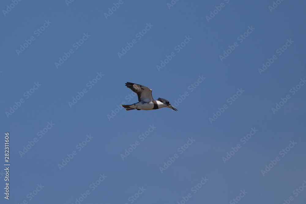 The belted kingfisher (Megaceryle alcyon) on the hunting, often standing on one place in the air and looking for prey The belted kingfisher (Megaceryle alcyon) on the hunting, often standing on one place in the air and looking for prey