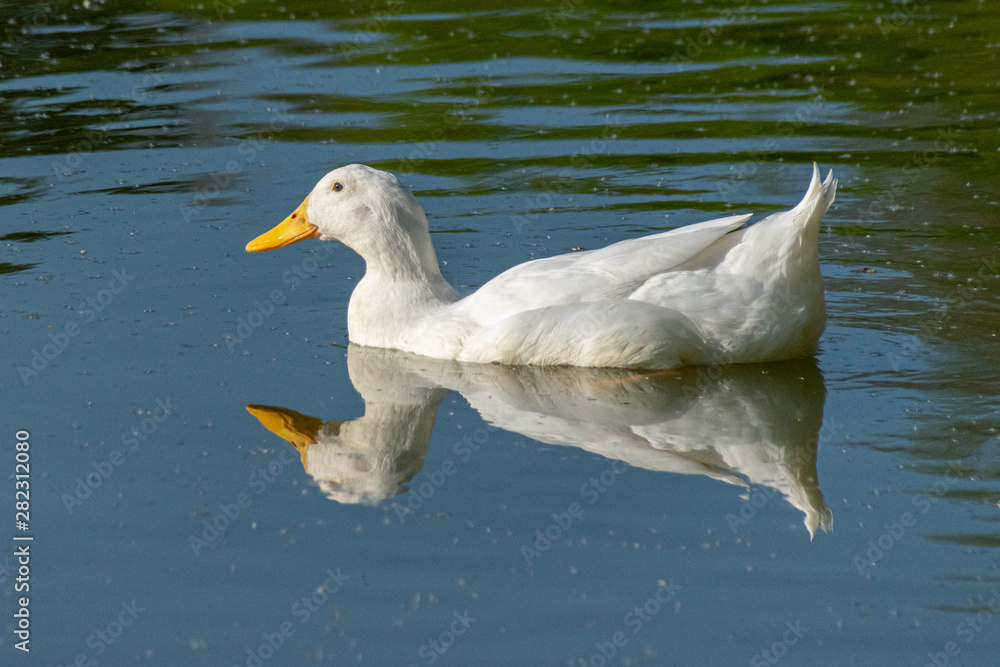 White pekin duck on still calm lake with reflection