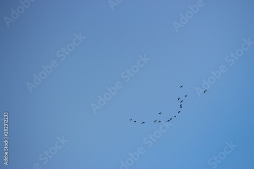 Flock of birds flying in clear blue sky. Flight concept. Group of birds in sky. Animal migration concept. Wildlife background.