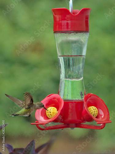 Femaile Ruby-Throated Hummingbird Feeding © Susan Waldron