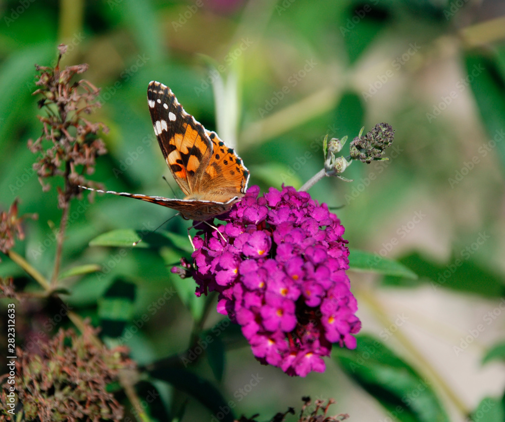 A beautiful black and orange Hungarian butterfly on a purple flowering bush A beautiful black and orange Hungarian butterfly on a purple flowering bush