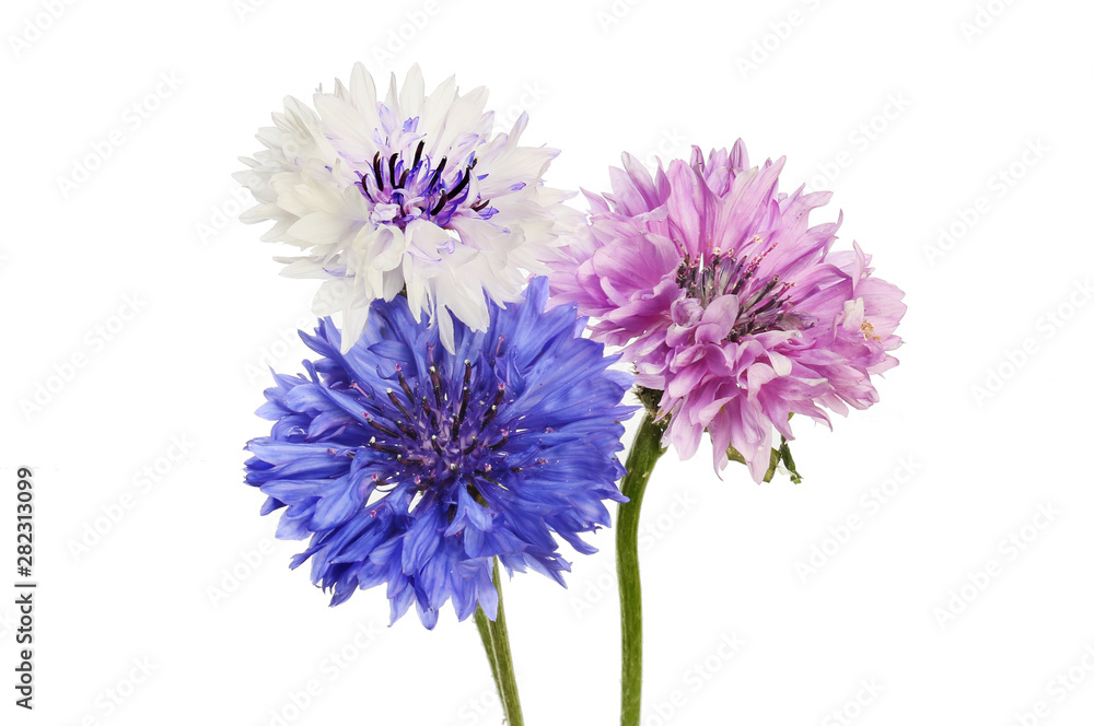 Fototapeta premium Three cornflowers isolated
