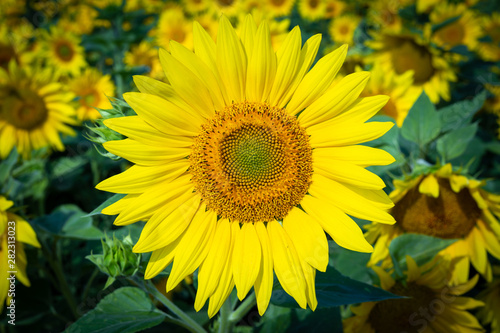 Sunflower flower for use as a background.