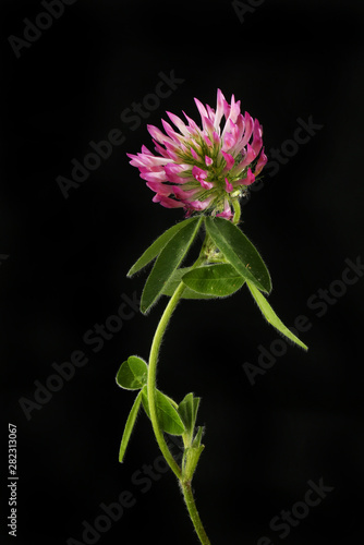 Red clover against black © Richard Griffin