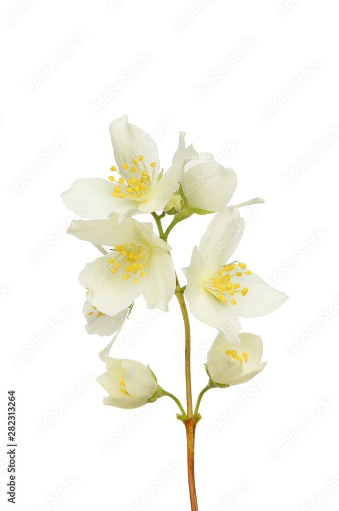 Fototapeta premium Philadelphus flowers isolated