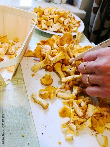 woman's hand preparing and cutting chanterelle mushrooms