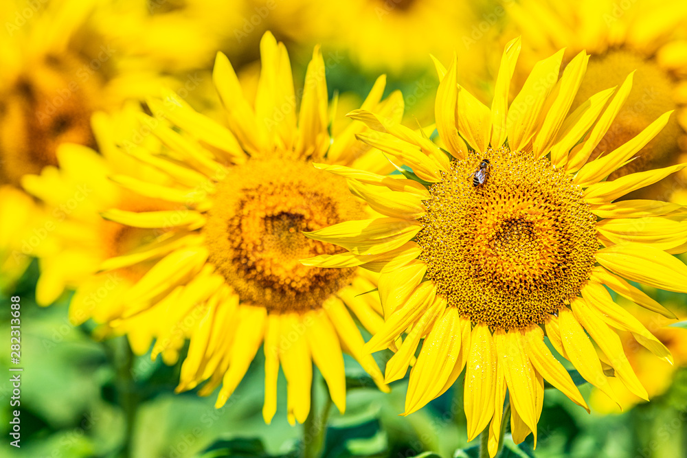 Prettiest sunflowers field. Closeup of sunflower on farm. Rural landscape Prettiest sunflowers field. Closeup of sunflower on farm. Rural landscape
