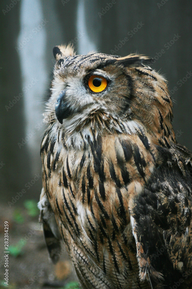 Fototapeta premium Cute owl