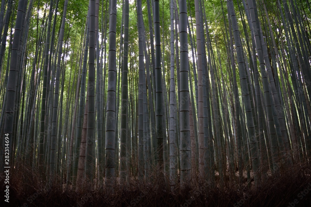 Bamboo forest in Japan Bamboo forest in Japan