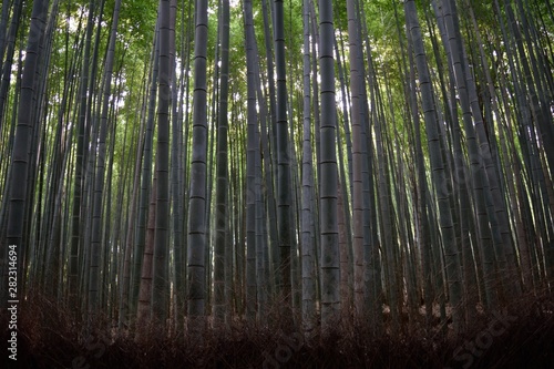 Bamboo forest in Japan