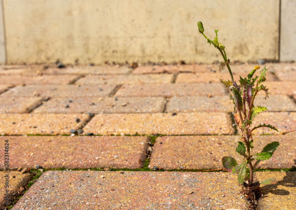 Leafy green dandelion weed growing in bricks Leafy green dandelion weed growing in bricks