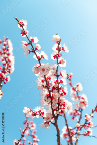 Spring border background with blossom, close-up.