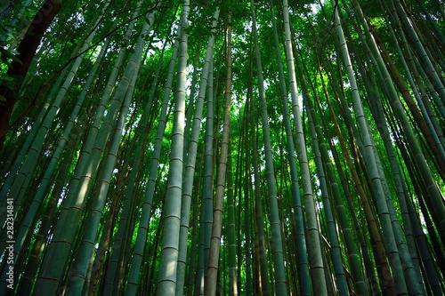 Bosque de bamb  