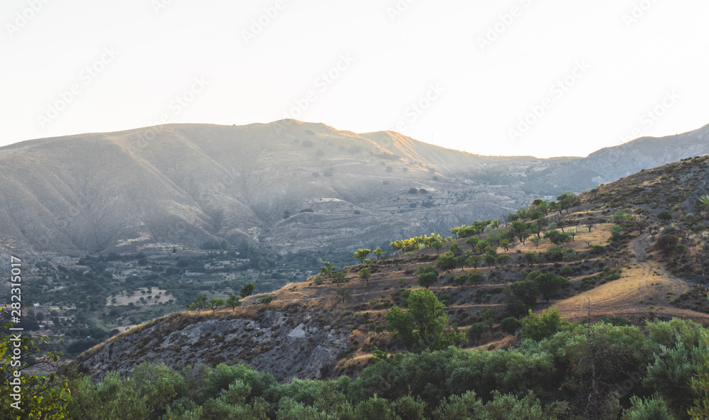 Olive trees landscape