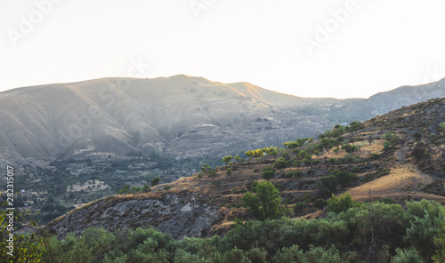 Olive trees landscape © Laura