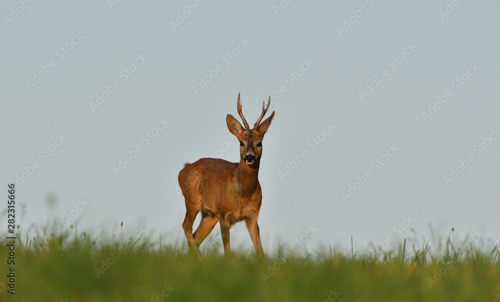 Obraz premium The roe buck with antler on the horizon during pairing season