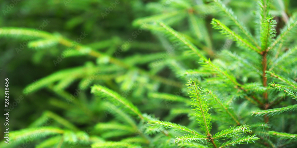 Green spruce branches, panoramic view. Christmas tree in nature. Green spruce close-up Green spruce branches, panoramic view. Christmas tree in nature. Green spruce close-up