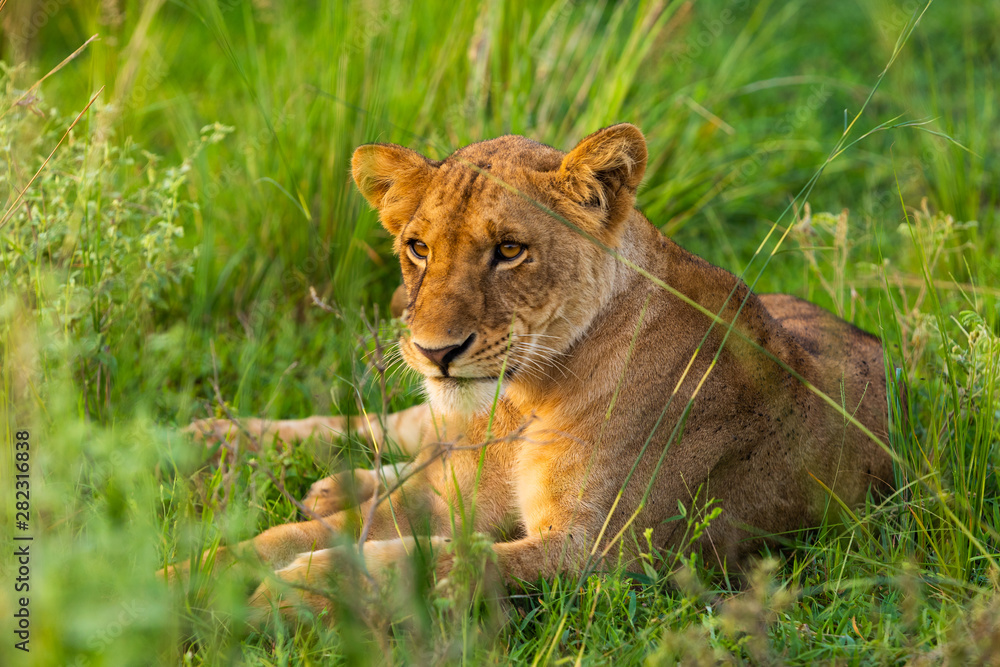 Fototapeta premium A resting lioness in Murchison Falls National Park