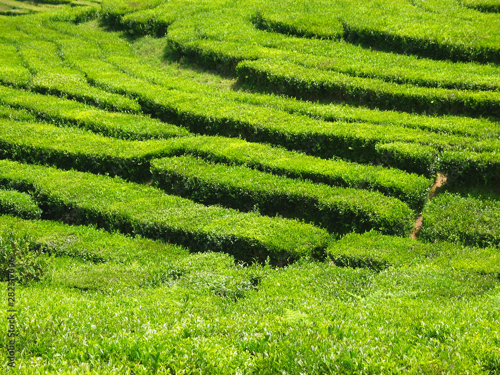 Organic tea plantation,  cultivation of Camellia sinensis plant.