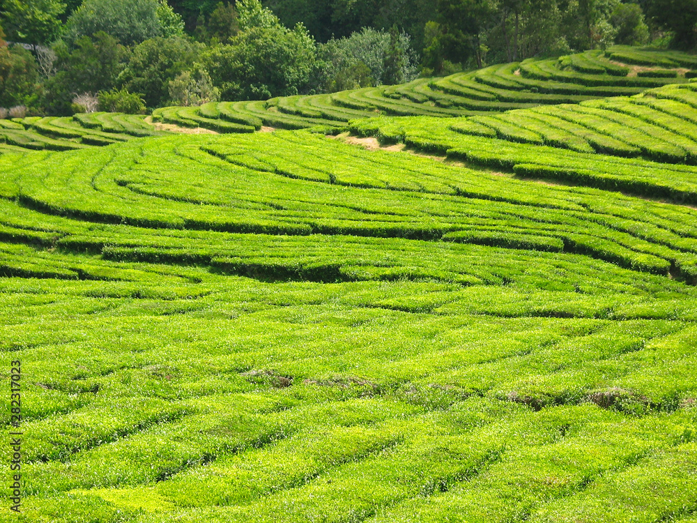 Tea plantation view with rows of tea shrubs.