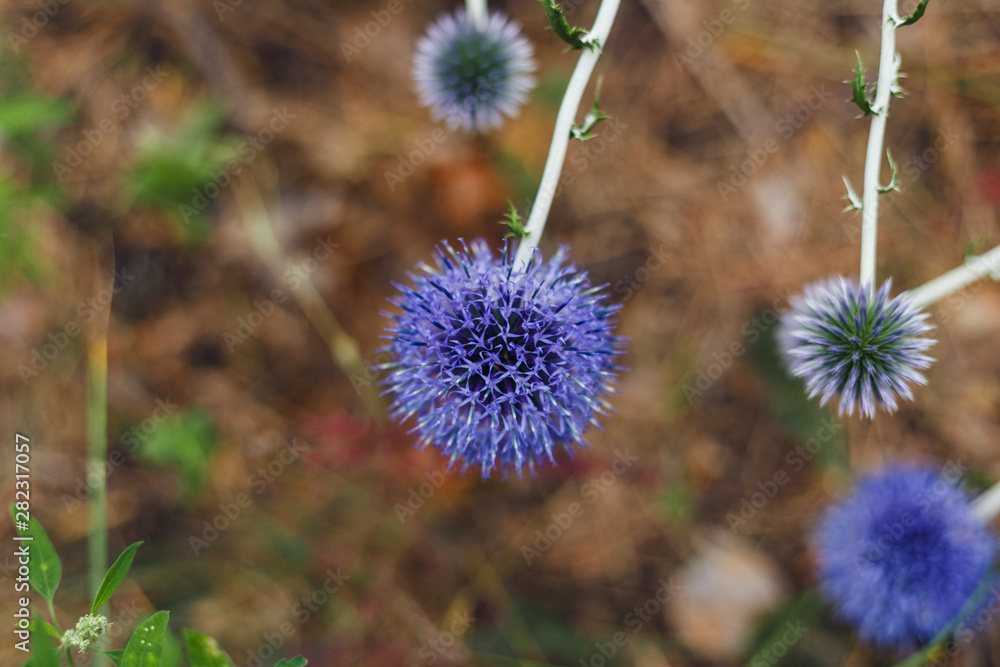 Beautiful natural background. Details of blue thistle flowers macro. Macro view of abstract nature texture and background organic pattern. Copy space. Template for design. Soft focus