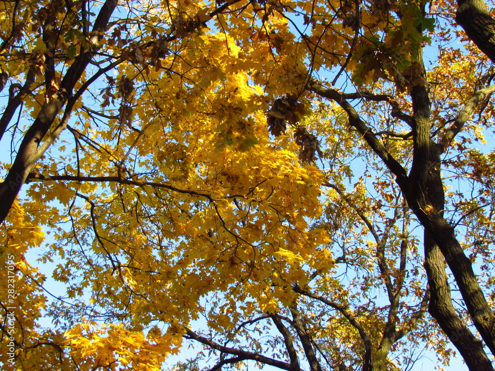 Fototapeta premium Yellow tree in autumn with blue sky background