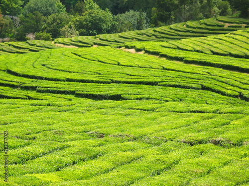 Tea plantation view with rows of tea shrubs.