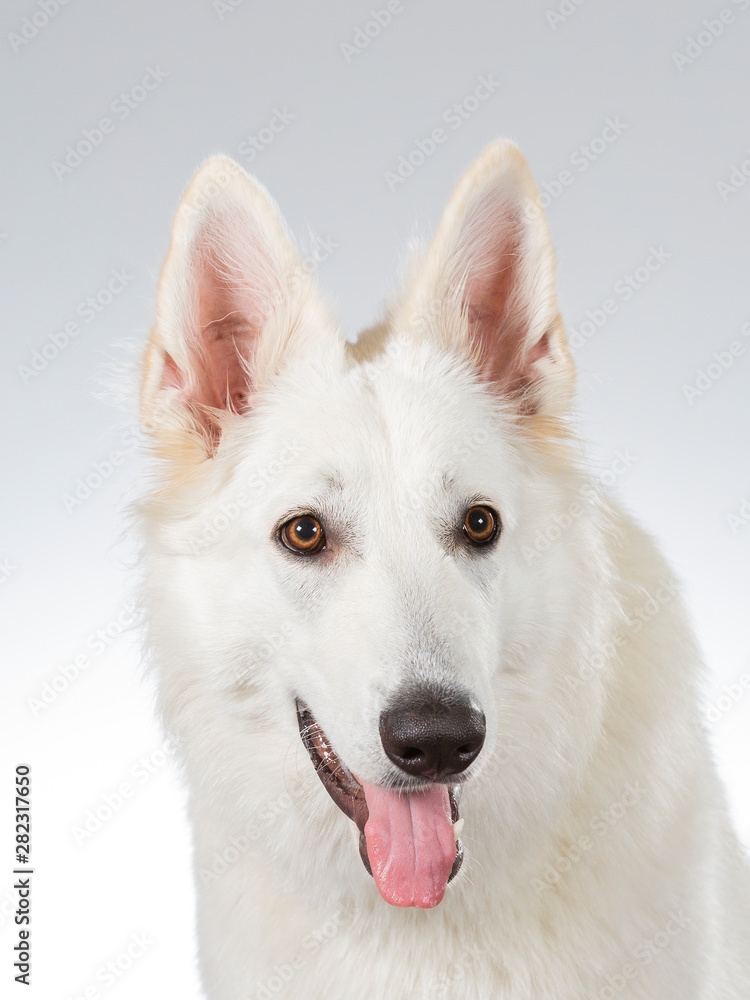 White shepherd dog portrait. Image taken in a studio with white background. White shepherd dog portrait. Image taken in a studio with white background.