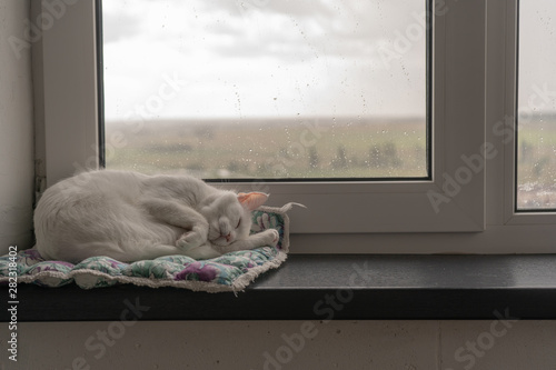 A small white cat sleeping in a strange pose peacefully on its bedding on a windowsill in a Scandinavian interior. Outside the window there is a thunderstorm, clouds and rain.