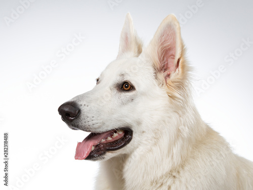 White shepherd dog portrait. Image taken in a studio with white background.