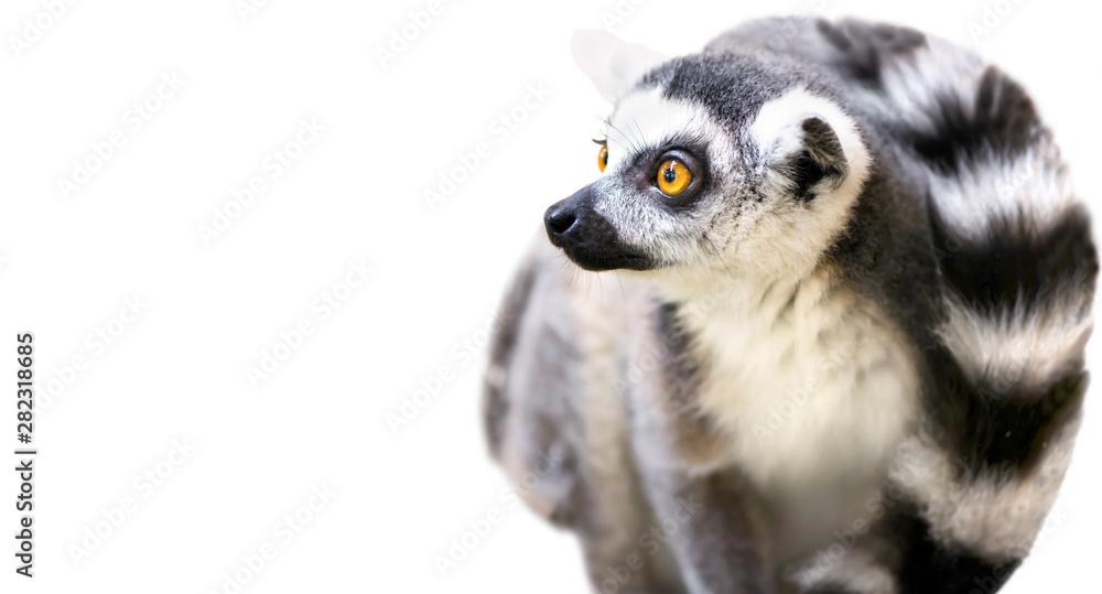 cute animal lemur looks with surprised eyes on a white background