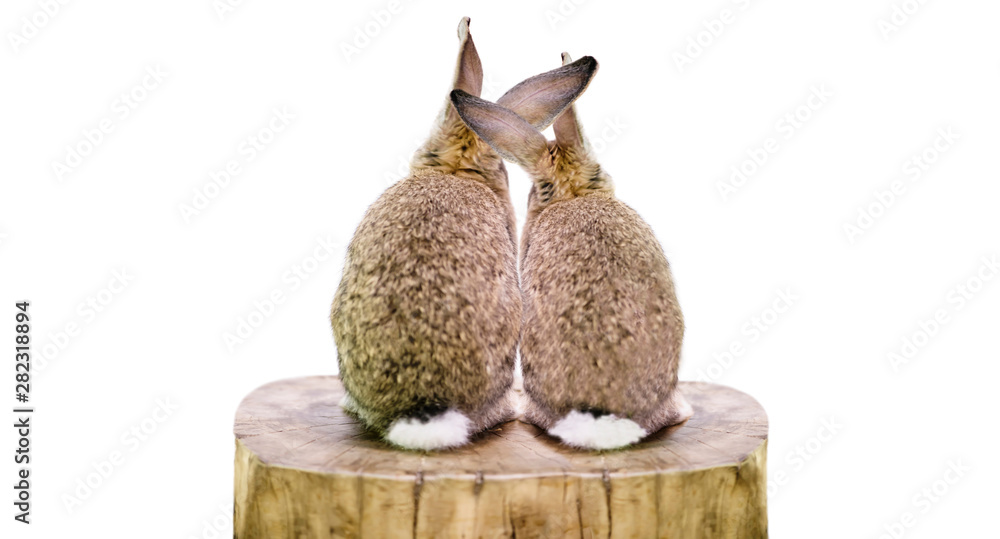 Obraz premium two cute animal rabbits man and woman love each other on a white background, family, abstraction