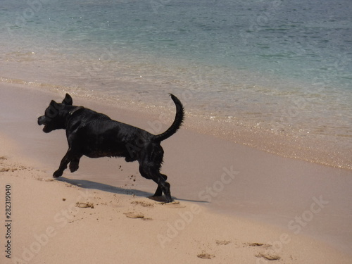 Un chien noir court sur la plage