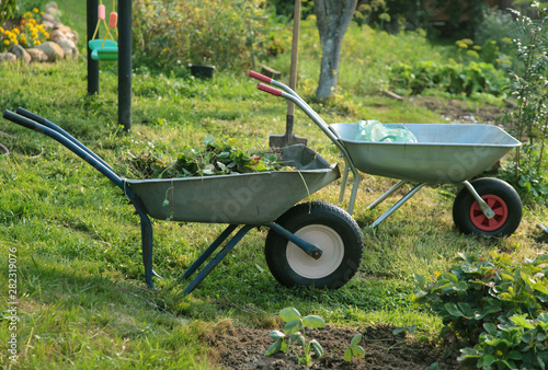 Two wheelbarrows with saplings in the farm