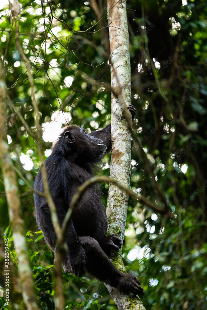 A chimp is climbing a tree in the Kibale forest