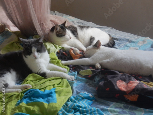 Trois chats se reposent sur le lit