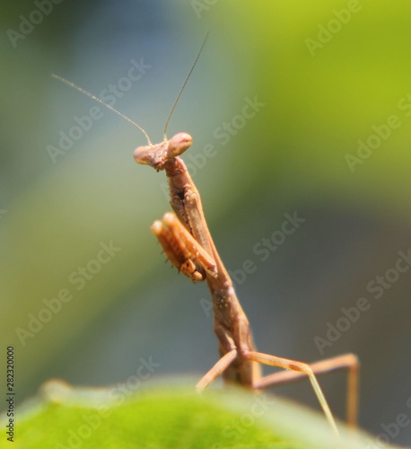Praying Mantis © Carol