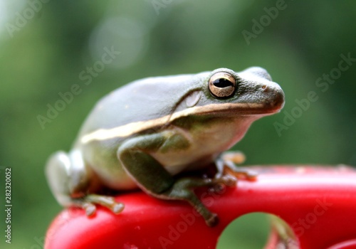 Tree Frog