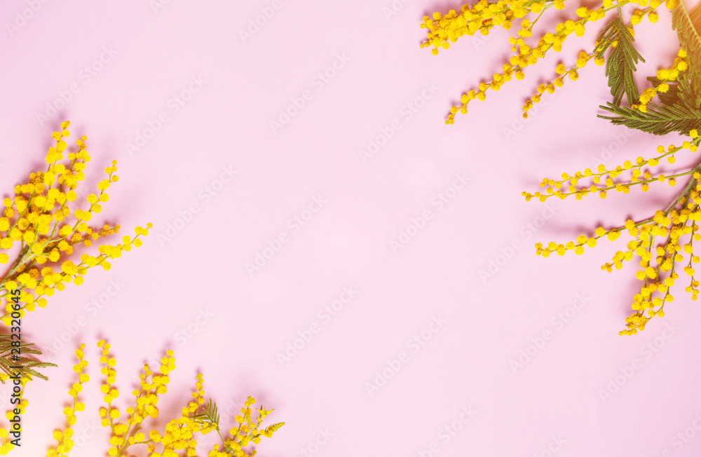 Yellow spring mimosa flowers on pink background. Top view, flat lay. Copyspace for text Yellow spring mimosa flowers on pink background. Top view, flat lay. Copyspace for text